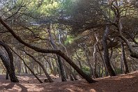 Strandwald  Nördlich von Can Picafort auf der Baleareninsel Mallorca am Platja de Muro trennt ein Pinienwald das Meer vom Hinterland. Die Bäume sind durch den steten vom Meer kommenden Wind fast durchgehend schief gewachsen und liefern ein faszinierendes Bild (7. Oktober 2016). : a - Aufnahmeort, a Spanien, ao Cala Rajada (Mallorca)