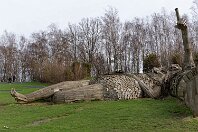 MWD 277209 : Troll 044 - Una, a Belgien, ao Boom